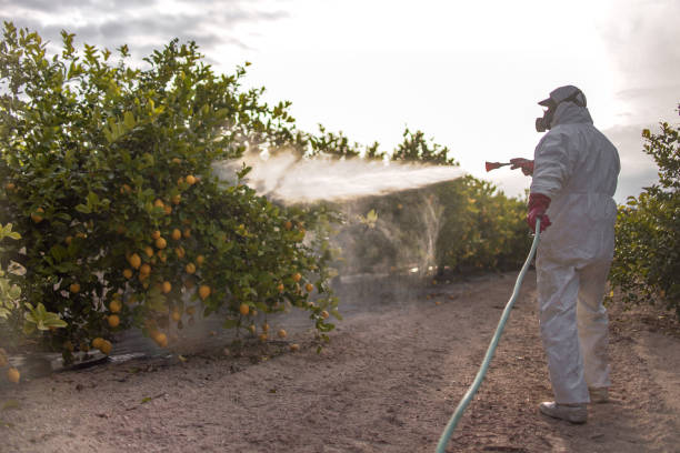 Best Wasp Removal Services  in Bisbee, AZ