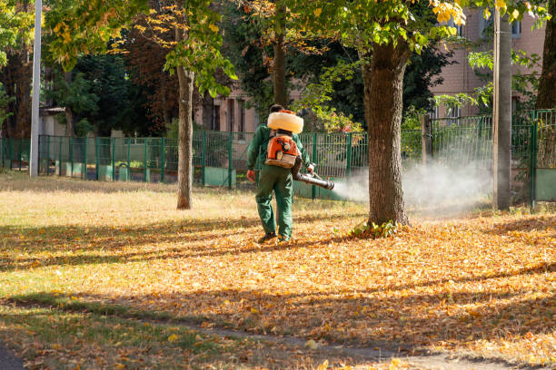 Best Local Pest Control Services  in Bisbee, AZ