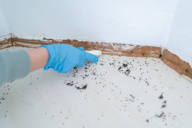 Best Pest Prevention Services  in Bisbee, AZ